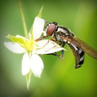 /album/samuelsantibanez/photolia-a02-jpg/