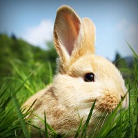 /album/samuelsantibanez/photolia-a03-jpg/